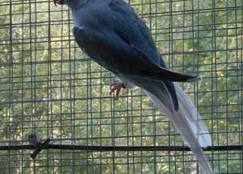 Samica aleksandretty obrożnej