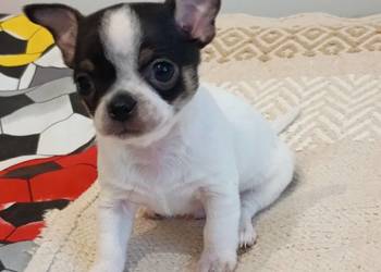 Chihuahua chłopiec DOLAR