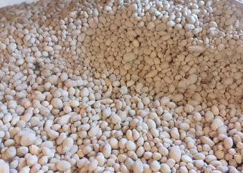 Ziemniaki jadalne, paszowe i sadzeniaki