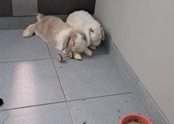 Króliki Mini Lop