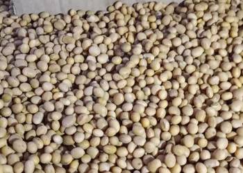 Soja Abaka i Amatia i gryka.