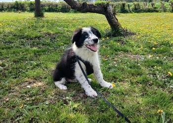 Border collie z rodowodem