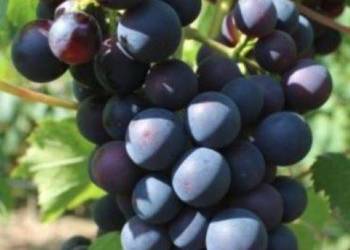 Zestaw 25 sztuk Salome na czerwone wino