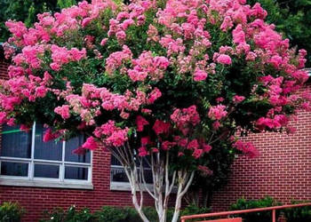 LAGERSTROEMIA BEZ POŁUDNIA - sadzonki 100cm w don.