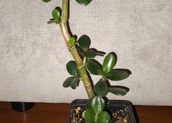 Grubosz, crassula drzewko szczęscia nr 3, wys. 33cm
