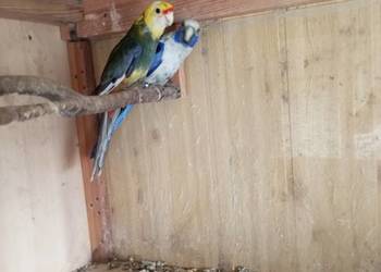 Rozelle królewskie para