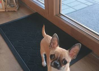 Chihuahua maleńka XXS