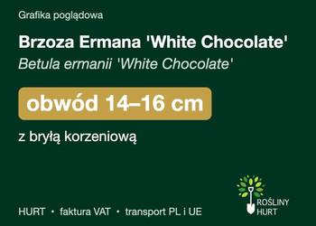 Brzoza Ermana 'White Chocolate' obwód 14-16 cm, z bryłą – HURT
