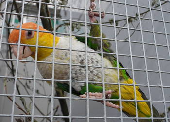 Redukcja hodowli – sprzedam papugi (Barwinki, Amazonki, Faliste)