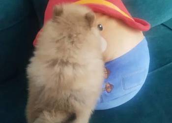 szpic miniaturowy - suczka