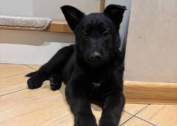 Owczarek belgijski Malinois