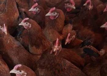 Kokoszki rosa 23 tygodnie zaczynają znosić jajka