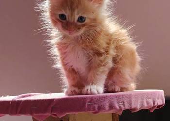 Śliczne kocięta Maine coon z rodowodem