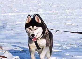 Zapowiedź miotu szczeniaczków Siberian husky z elitarnym rodowodem