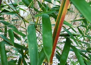 Bambus Phyllostachys Aureosulcata f. Spectabilis 2,5l