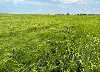 Jęczmień ozimy Laubella pierwszy rok po centrali