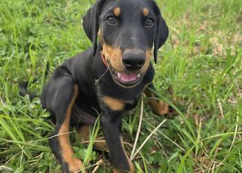 Doberman Typ Amerykański (lekki) | Wyjątkowy + Pełne wsparcie hod