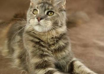 Kotka Maine Coon, Tsunami Koty Thomasa*PL