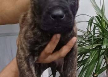 Cane corso pieski