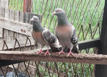 SKOWRONKI KOBURSKIE para