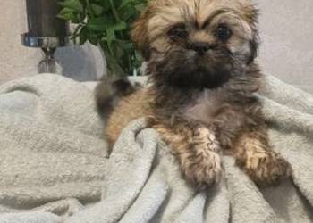 Piesek Shih Tzu Tofi rodowód