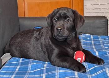 Labrador retriever czarny