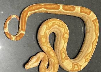 wąż boa dusiciel samiec sunglow jungle