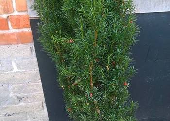 Cis Hicksii Szybkorosnący Wysoki Żywopłot