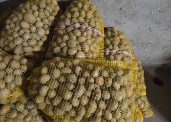 Sprzedam ziemniaki odpadowe