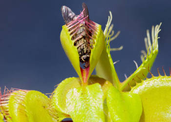 Dionaea muscipula: Mięsożerny ekosystem w Twoim domu