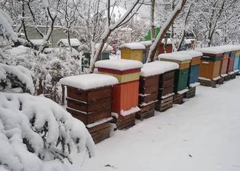 Pszczoły ule odkłady pszczele 2024 Bursztynowa pasieka