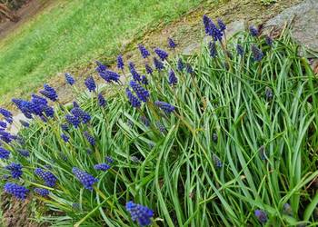 Szafirek szerokolistny sadzonki