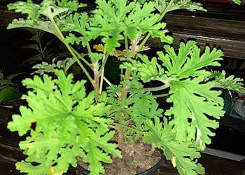 Anginka (Geranium)- ładna i pachnąca cytryną roślinka