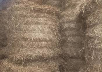 Słoma w balotach sucha z tegorocznych zbiorów Słoma w balotach sucha z tegorocznych zbiorów