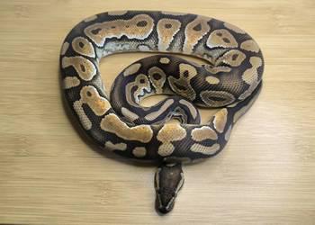 Pyton królewski Cinnamon Enchi