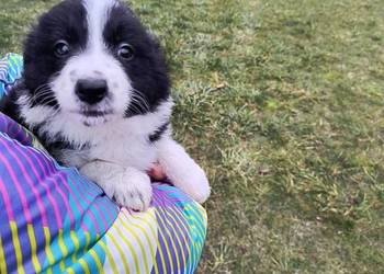 Piękne szczeniaki Border Collie