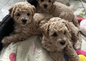 Piesek bichpoo bichon frise pudel toy nie maltipoo