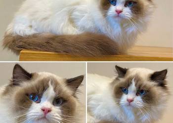 Gotowe do odbioru Ragdoll FPL kastrat