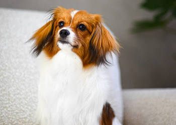 Phalène, Spaniel Kontynentalny Miniaturowy - suczka szczeniak