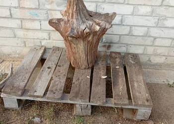 Niepowtarzalny korzeń ozdobny do ogrodu