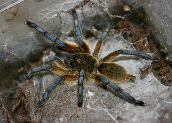 Ptasznik Harpactira pulchripes samica sub adult