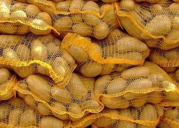 Ziemniaki jadalne LORD