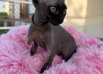 Devon Rex - FPL kotka