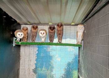 Sowy Sowa - Płomykówka - Rezerwacje