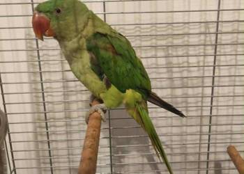 Aleksandretta wielka