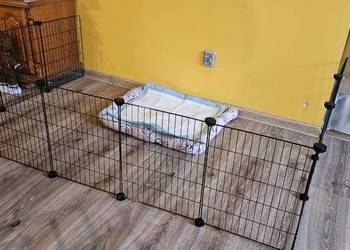 Wybieg dla gryzoni: królik świnka morska szczur kojec