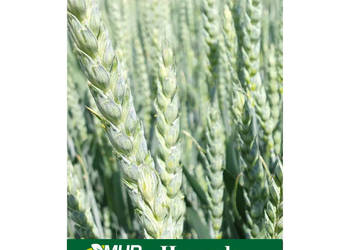 Pszenica jara kwalifikowana C1 Harenda przewódka