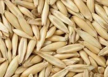 Owies jary odmiana bingo zbiór 2025