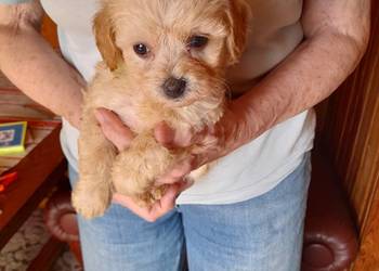 Maltipoo maltanczyk/pudel toy red