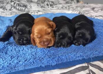 Cocker Spaniel Angielski Możliwość Rezerwacji
